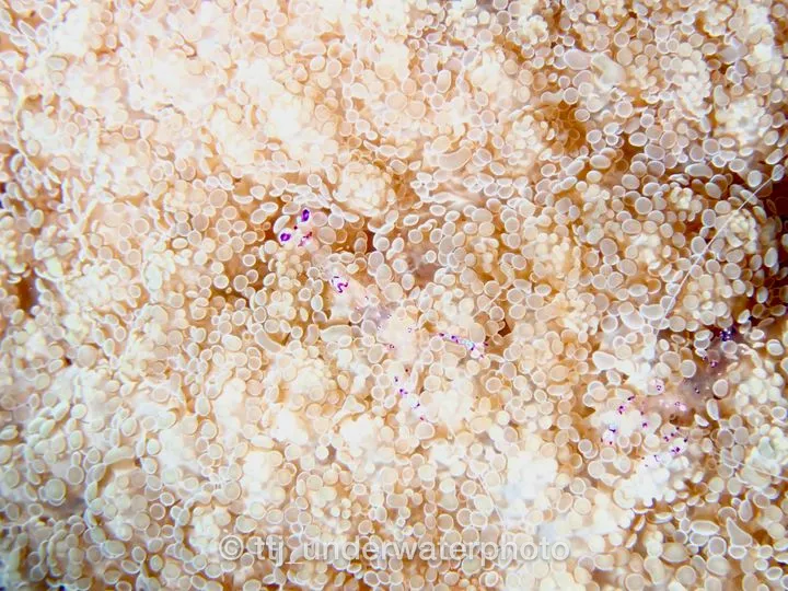 こういうエビを見つけられるのは、もはや特殊能力だと思います。
